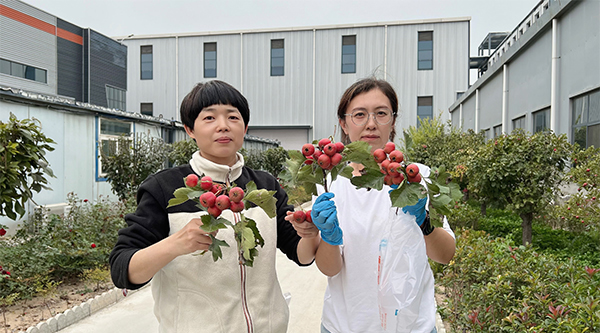 天元星“山楂”采摘活動，紅紅火火豐收季